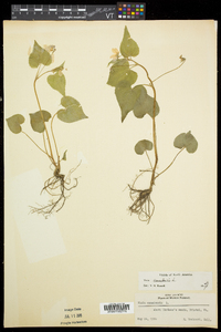 Viola canadensis var. canadensis image