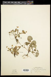 Viola labradorica image