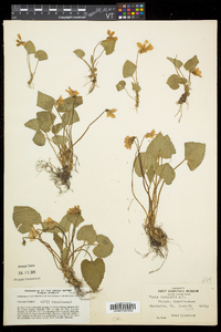 Viola cucullata image