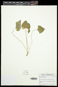 Viola cucullata image