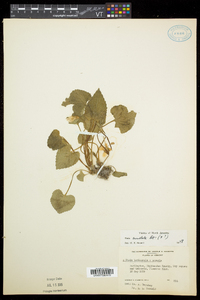 Viola cucullata image