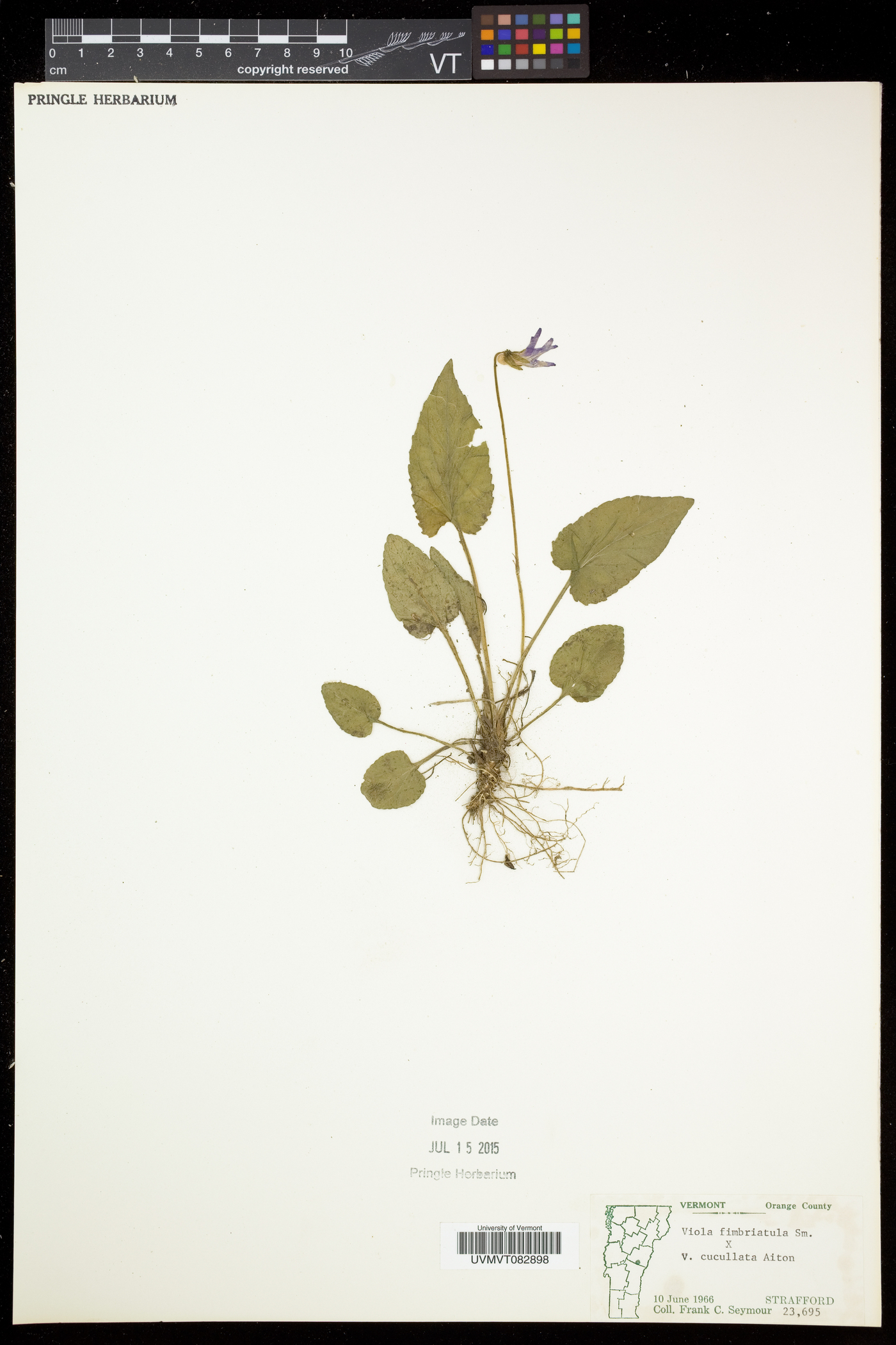 Viola × porteriana image