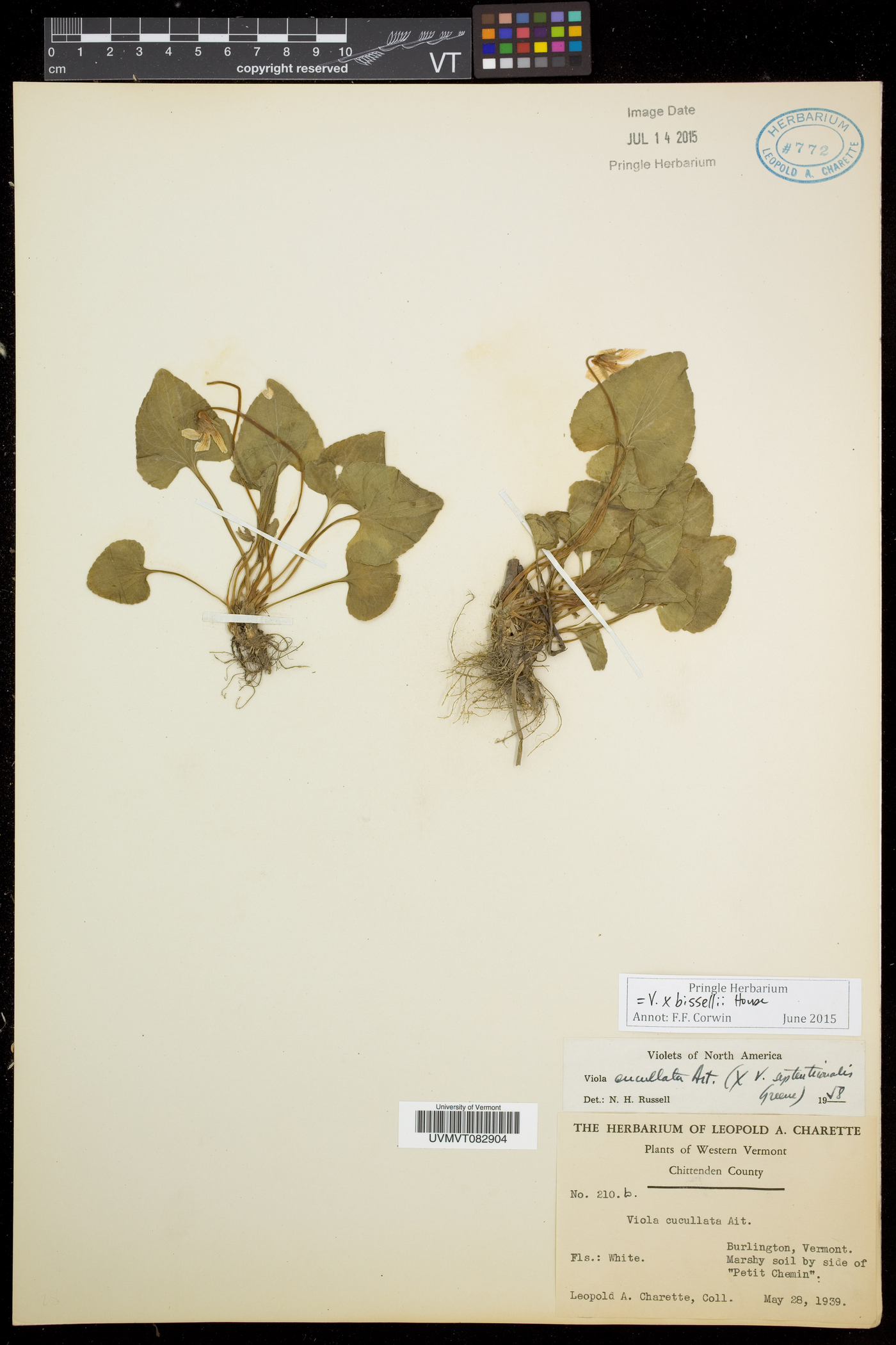 Viola bissellii image
