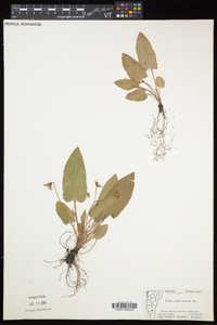 Viola sagittata var. ovata image