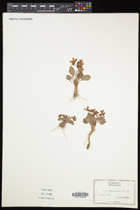 Viola sagittata var. ovata image