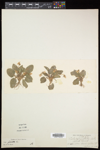 Viola sagittata var. ovata image