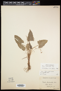 Viola sagittata var. ovata image