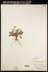 Viola sagittata var. ovata image