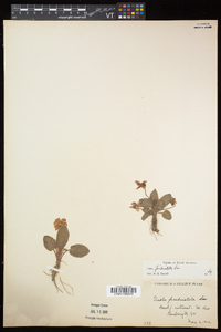 Viola sagittata var. ovata image