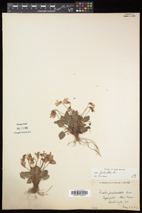 Viola sagittata var. ovata image