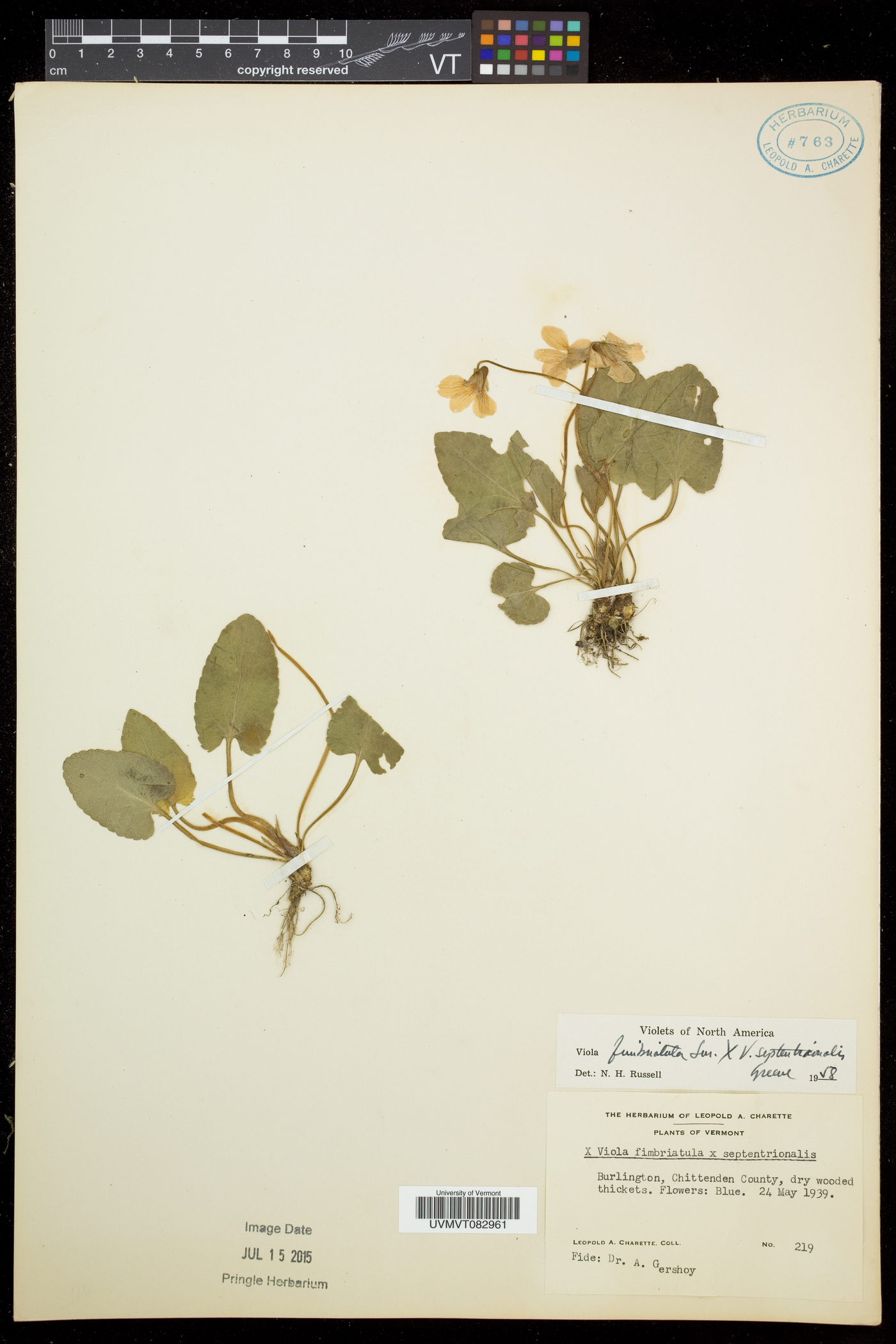Viola conjugens image