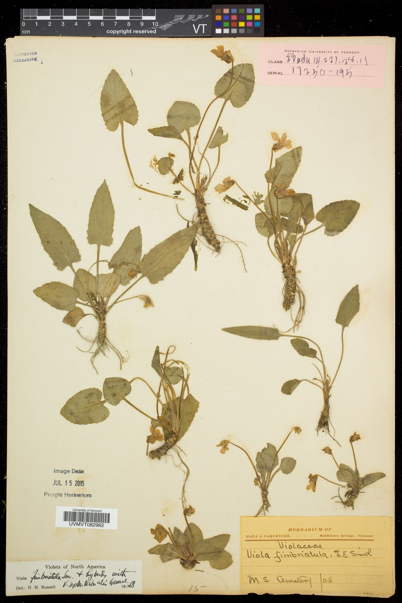 Viola conjugens image