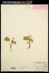 Viola blanda var. palustriformis image