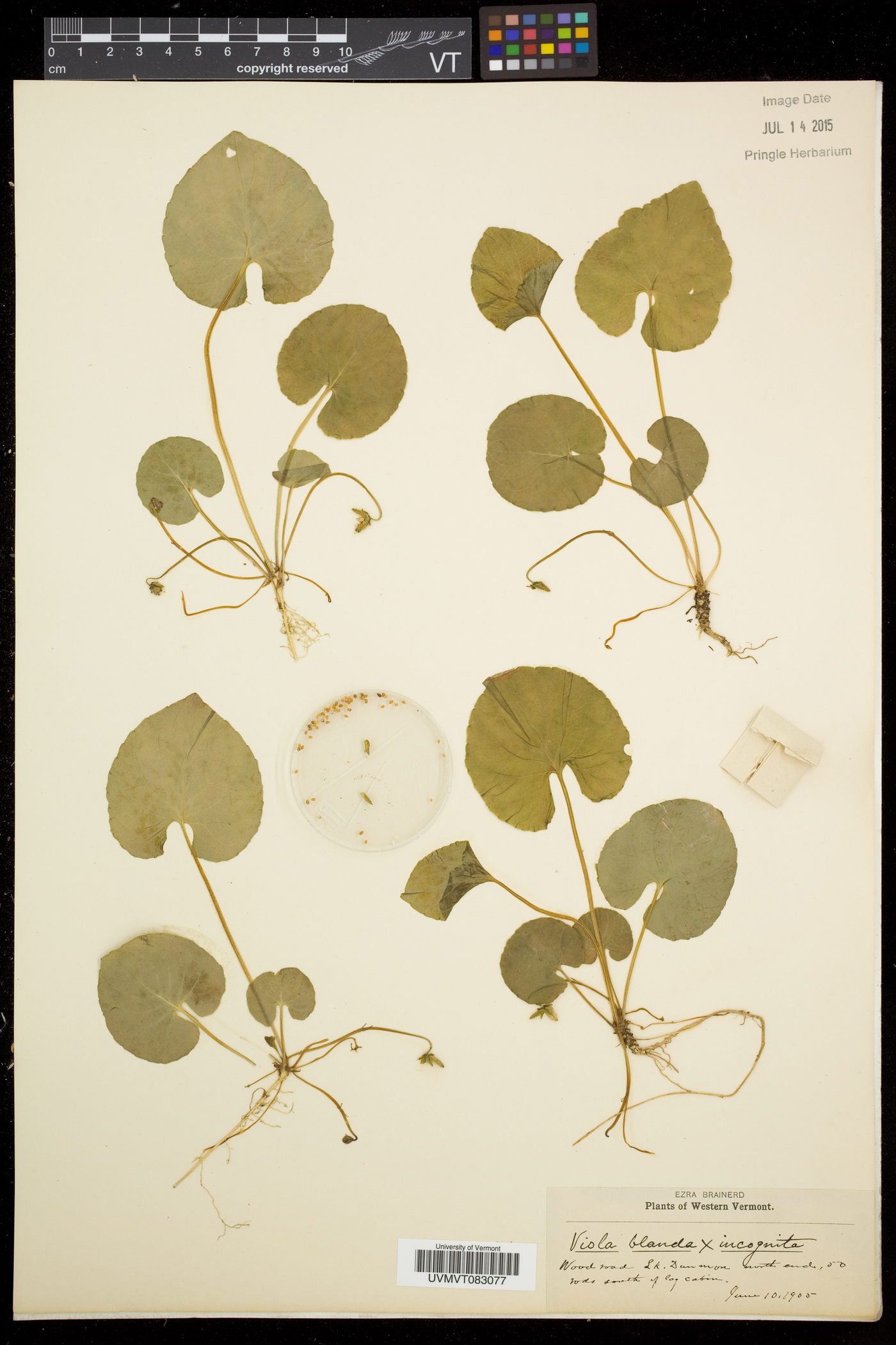 Viola blanda var. palustriformis image