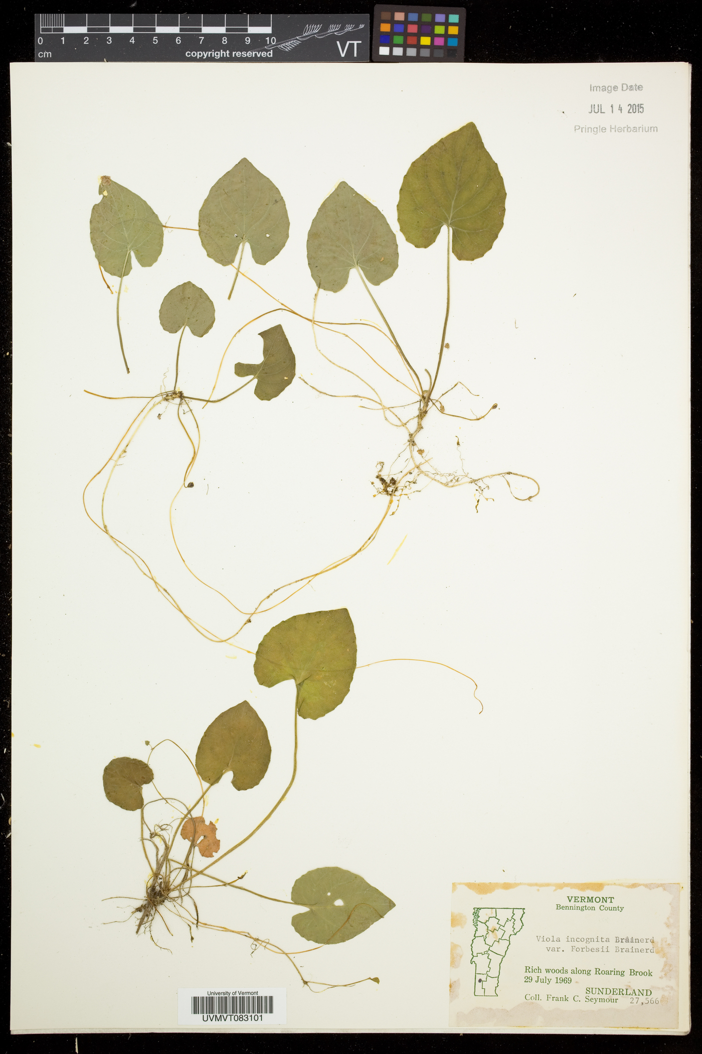 Viola blanda var. palustriformis image