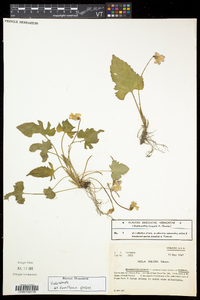 Viola palmata image