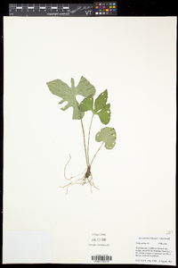 Viola palmata image