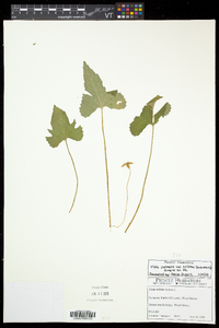 Viola palmata image