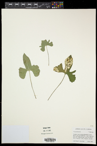 Viola palmata image