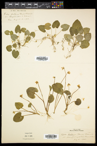 Viola pallens image