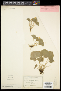 Viola renifolia image