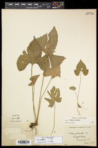 Viola palmata image