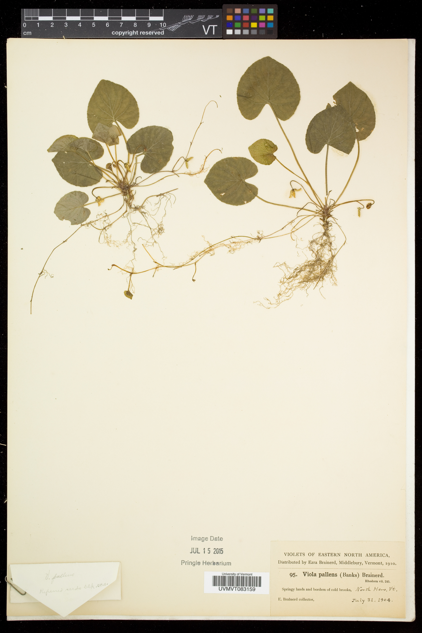 Viola pallens image