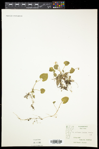 Viola pallens image