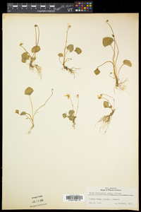 Viola pallens image