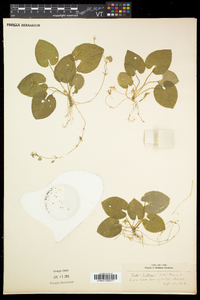 Viola pallens image