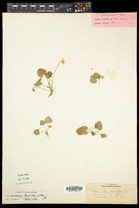 Viola pallens image