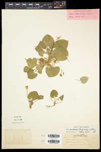 Viola pallens image