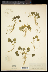 Viola pallens image