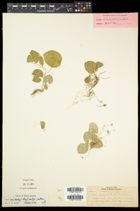 Viola pallens image