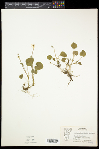 Viola pallens image