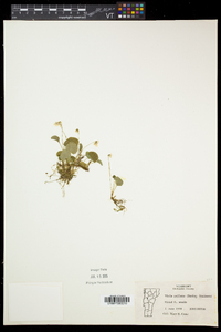 Viola pallens image