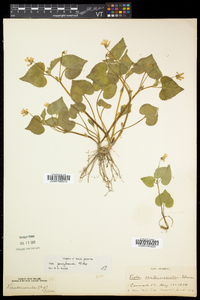 Viola pubescens var. pubescens image