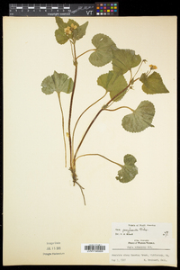 Viola pubescens var. pubescens image