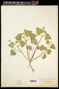Viola pubescens var. pubescens image