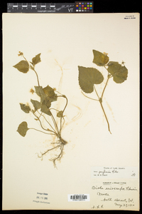 Viola pubescens var. pubescens image