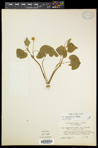 Viola pubescens var. pubescens image