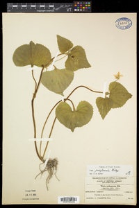 Viola pubescens var. pubescens image