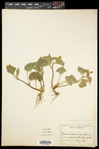 Viola pubescens var. pubescens image