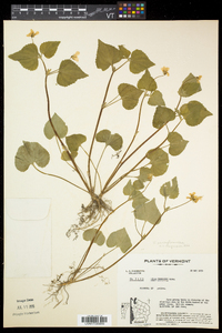 Viola pubescens var. pubescens image