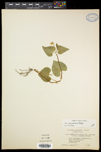 Viola pubescens var. pubescens image