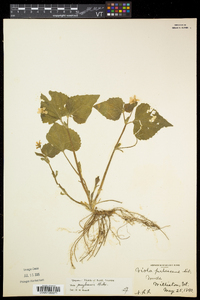 Viola pubescens var. pubescens image