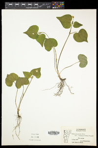 Viola pubescens var. pubescens image