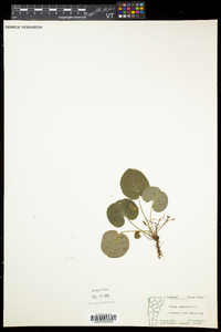 Viola renifolia image