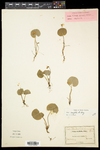 Viola renifolia image