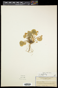 Viola renifolia image